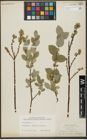 Foto von Salix hastata L.